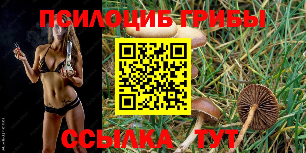 Тосно  Галлюциногенные грибы MAGIC MUSHROOMS  Вход с VPN  Псилоцибиновые грибы прущие грибы 